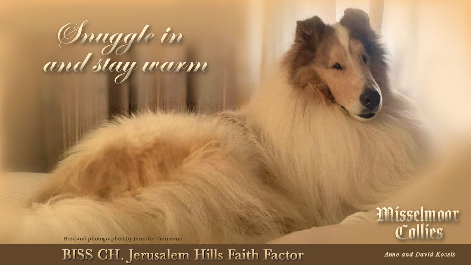 Misselmoor Collies -- CH Jerusalem Hills Faith Factor