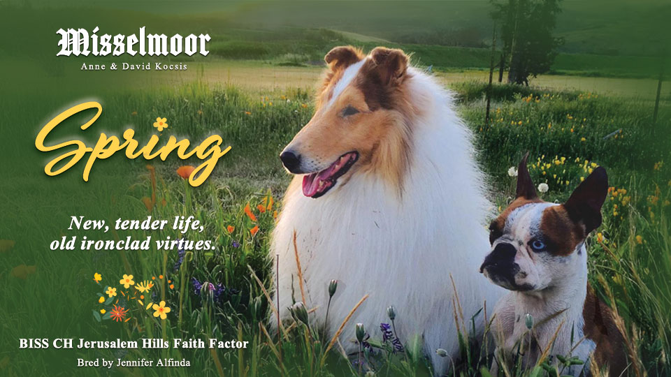 Misselmoor Collies -- CH Jerusalem Hills Faith Factor