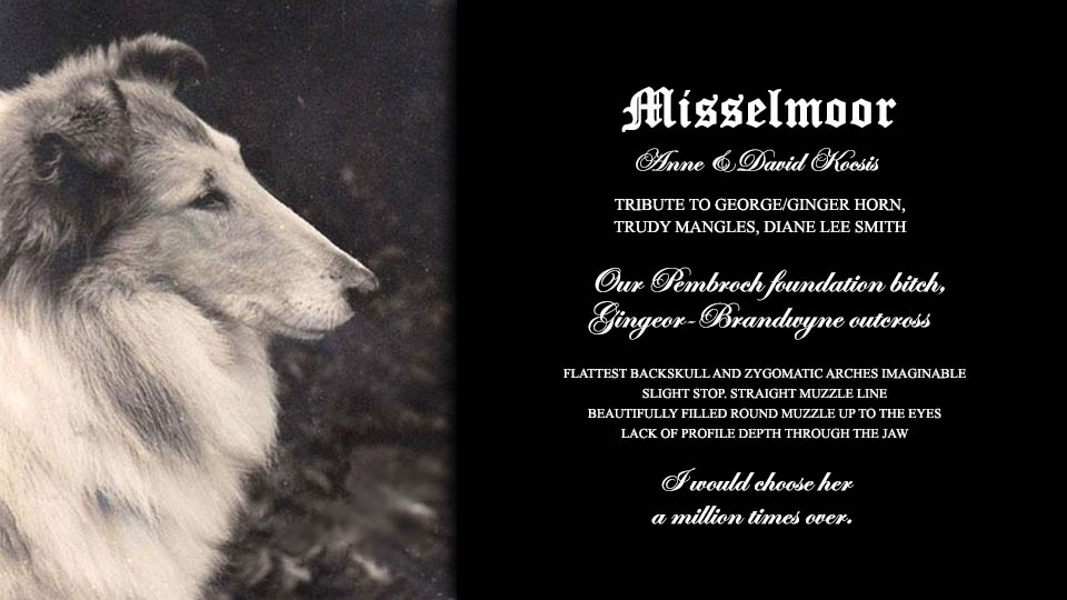 Misselmoor Collies