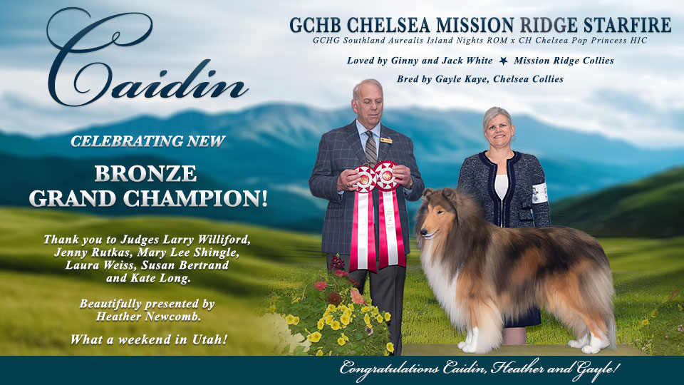 Mission Ridge Collies -- GCHB Chelsea Mission Ridge Starfire