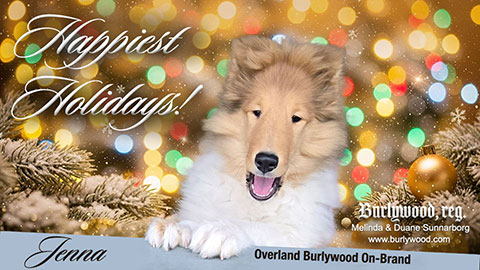 Burlywood Collies -- Overland Burlywood On-Brand