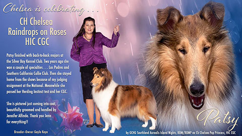 Chelsea Collies -- CH Chelsea Raindrops On Roses HIC CGC