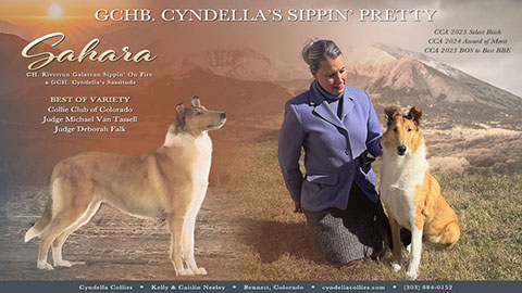 Cyndella Collies -- GCHB Cyndella's Sippin' Pretty