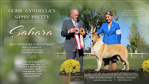 Cyndella Collies -- GCHB Cyndella's Sippin' Pretty