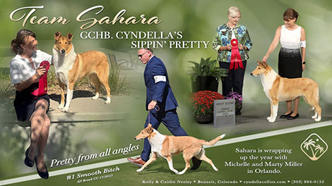 Cyndella Collies -- GCHB Cyndella's Sippin' Pretty