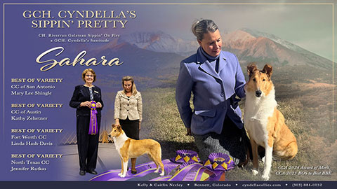 Cyndella Collies -- GCH Cyndella's Sippin' Pretty