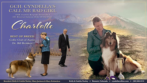 Cyndella Collies -- GCH Cyndella's Call Me Bad Girl