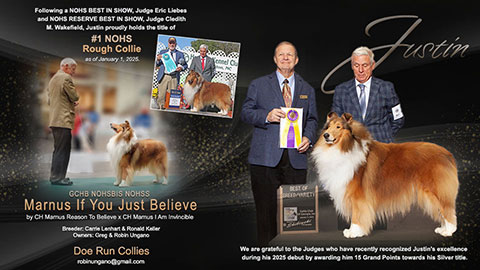 Doe Run Collies -- GCHB Marnus If You Just Believe