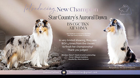 Fianna Collies -- CH Star Country's Auroral Dawn BN CGC TKN ATT VHMA