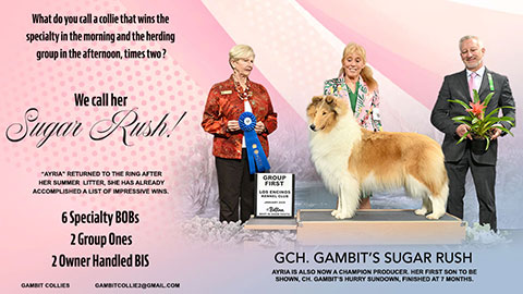 Gambit Collies -- GCH Gambit's Sugar Rush