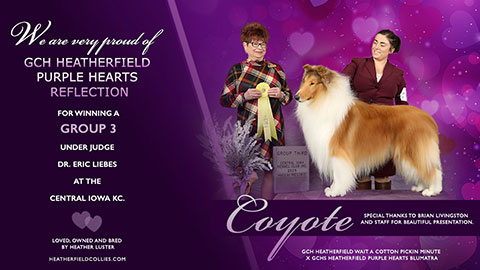 Heatherfield Collies -- GCH Heatherfield Purple Hearts Reflection