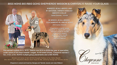 Shepherd Mission Collies -- GCHG Shepherds' Mission & Chrysalis Raise Your Glass