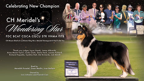 Loni Johnston / Hannah Cain -- CH Meridel's Wondering Star FDC BCAT CGCA CGCU STR VHMA FITB 