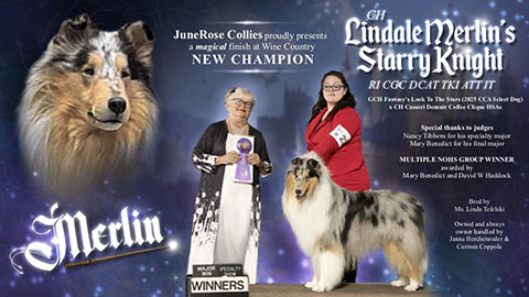 JuneRose Collies -- CH Lindale Merlin's Starry Knight RI CGC DCAT TKI ATT ITObedience Match