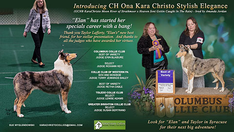 Kara Christo Collies -- CH Ona Kara Christo Stylish Elegance