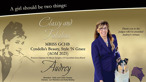 LoriMar Collies / Cyndella Collies -- GCHB Cyndella's Beauty, Style 'N Grace