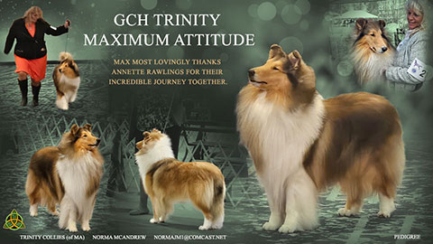 Trinity Collies of MA -- GCH Trinity Maximum Attitude