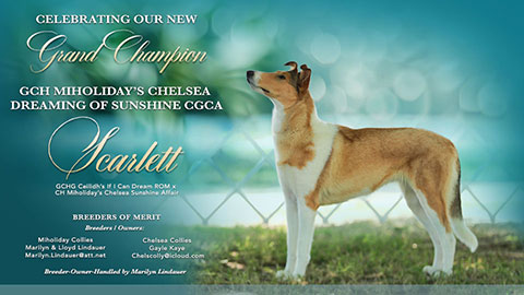 Miholiday Collies / Chelsea Collies -- GCH Miholiday&rsquo;s Chelsea Dreaming Of Sunshine CGCA