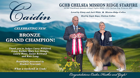 Mission Ridge Collies -- GCHB Chelsea Mission Ridge Starfire