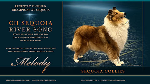Sequoia Collies -- CH Sequoia River Song