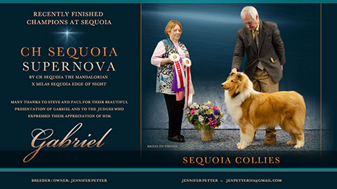 Sequoia Collies -- CH Sequoia Supernova