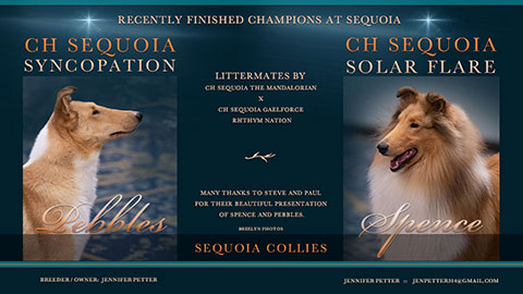 Sequoia Collies -- CH Sequoia Supernova