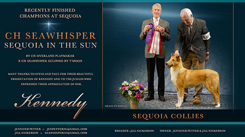 Sequoia Collies -- CH Seawhisper Sequoia In The Sun