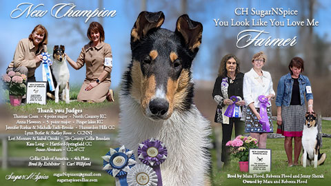 SugarNSpice Collies -- CH SugarNSpice You Look Like You Love Me