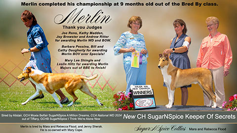 SugarNSpice Collies -- CH SugarNSpice Keeper Of Secrets