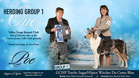 SugarNSpice Collies -- GCHP Travler SugarNSpice Witches Do Come Blue