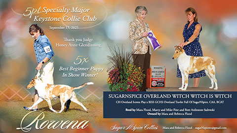 SugarNSpice Collies --  SugarNSpice Overland Witch Witch Is Witch