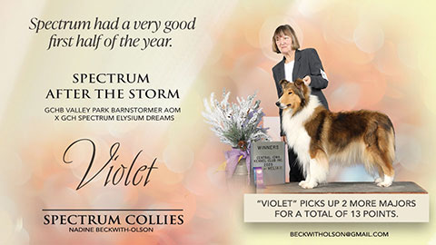 Spectrum Collies -- Spectrum After The Storm