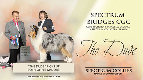 Spectrum Collies -- Spectrum Bridges CGC