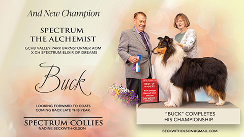 Spectrum Collies -- CH Spectrum The Alchemist