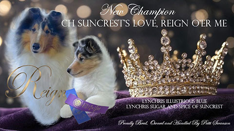 CH Suncrest's Love, Reign O'er Me 
