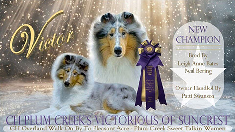 Tamiami Collies -- CH Tamiami's Looking For Romeo CGC
