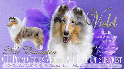 Suncrest Collies -- CH Plum Creek's Violets Are Blue Of Suncrest