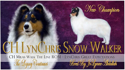 Suncrest Collies -- CH LynChris Snow Walker