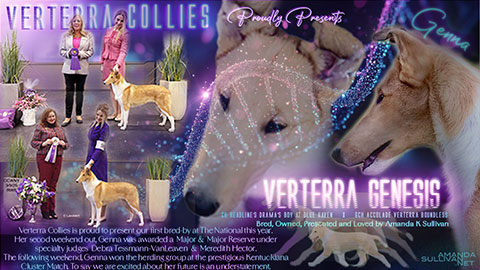 Verterra Collies -- Verterra Genesis