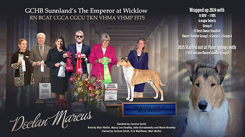 Wicklow Collies -- GCHB Sunnland's The Emperor at Wicklow RN BCAT CGCA CGCU TKN VHMA VHMP FITS