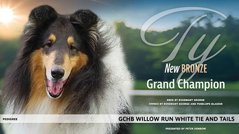 Willow Run Collies -- GCHB Willow Run White Tie And Tails