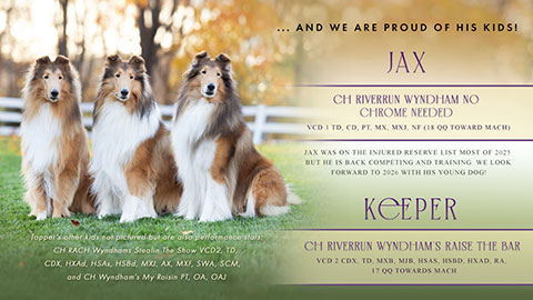 Wyndham Collies -- CH Riverrun Wyndham No Chrome Needed  VCD1 TD CD MX MXJ NF / CH Riverrun Wyndham's Raise The Bar VCD2 CDX TD MXB MJB HSas HSBd HXAd RA 