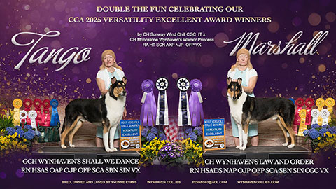 Wynhaven Collies -- GCH Wynhaven&rsquo;s Shall We Dance RN HSAs OAP OJP OFP SCA SBN SIN VX / CH Wynhaven's Law and Order RN HSAds NAP OJP OFP SCA SBN SIN CGC VX