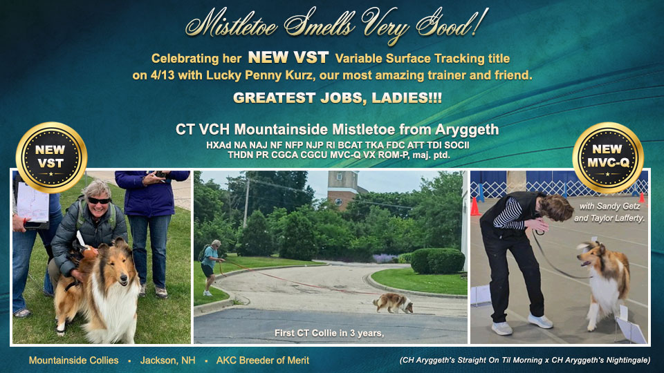 Mountainside Collies -- CT VCH Mountainside Mistletoe From Aryggeth HXAd NA NAJ NF NFP NJP RI BCAT TKA FDC ATT TDI SOCII THDN PR CGCA CGCU MVC-Q VX 