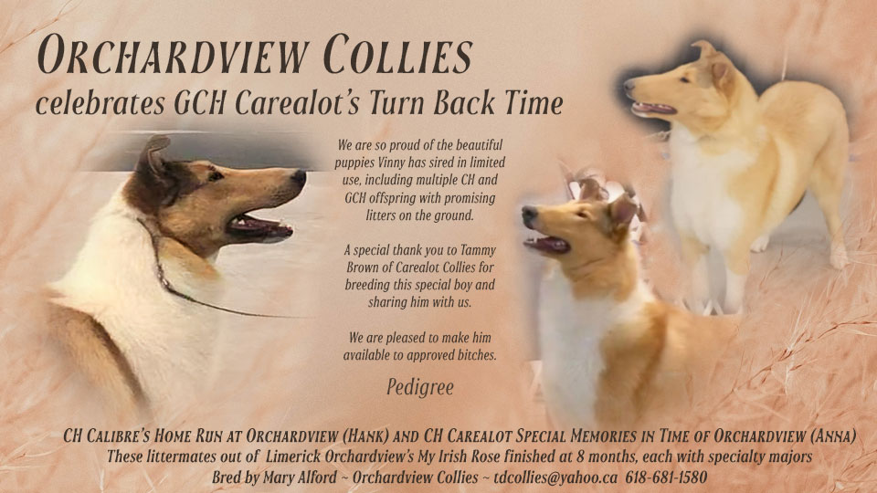Orchardview Collies -- CGH Carealot's Turn Back Time / CH Calibre's Home Run At Orchardview / CH Carealot Special Memories In Time Of Orchardview