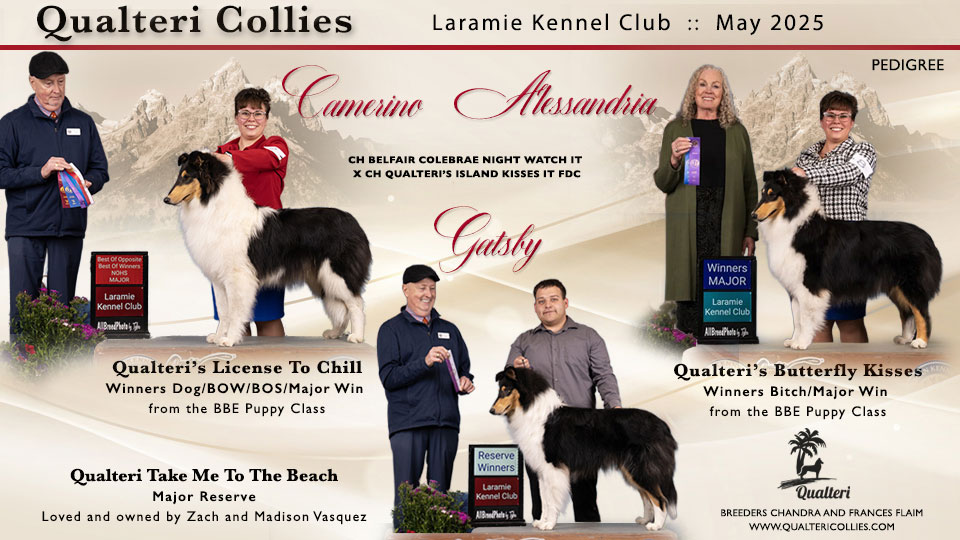 Qualteri Collies -- Qualteri's License To Chill / Qualteri's Butterfly Kisses / Qualteri Take Me To The Beach