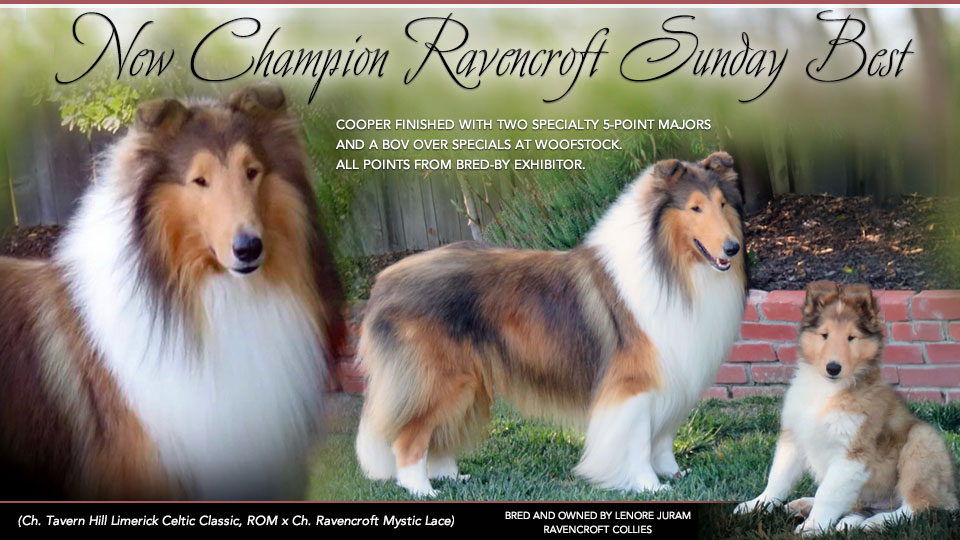 Ravencroft Collies -- CH Ravencroft Sunday Best