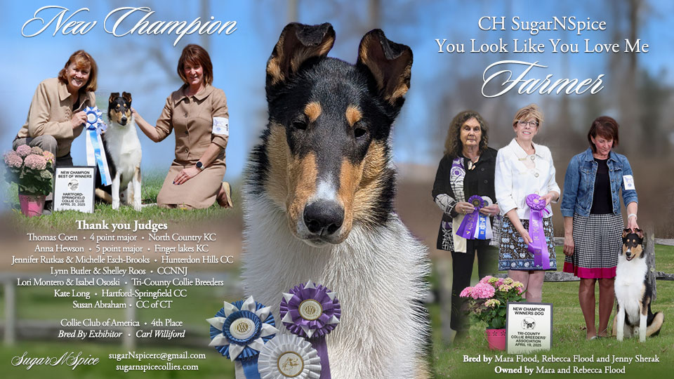 SugarNSpice Collies -- CH SugarNSpice You Look Like You Love Me