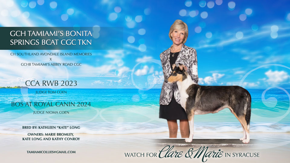 Tamiami Collies -- GCH Tamiami's Bonita Springs BCAT CGC TKN