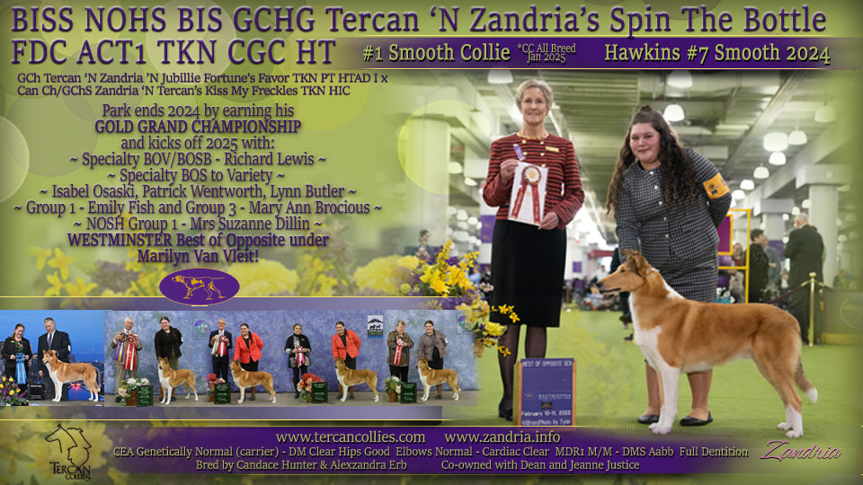 Tercan Collies / Zandria Collies -- GCHG Tercan 'N Zandria's Spin The Bottle FDC ACT1 TKN CGC HT